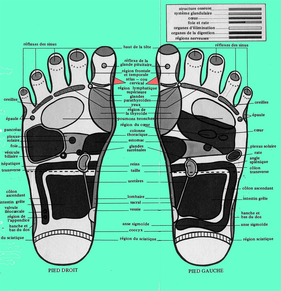 reflexologie plantaire