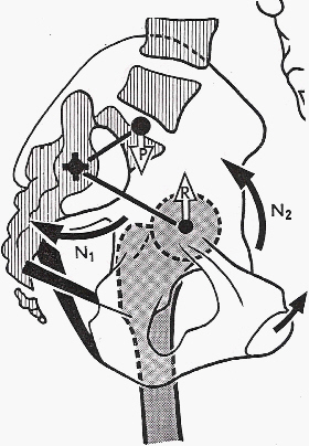 schéma pelvis vue sagittale