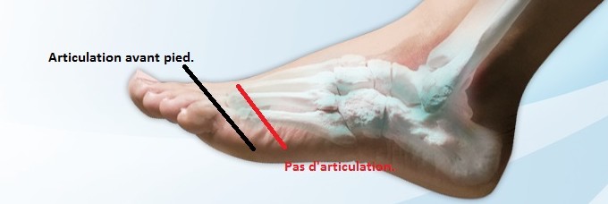 articulation pied 