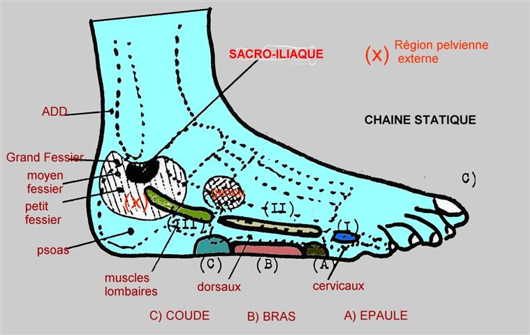 cartographie reflexologie plataire externe