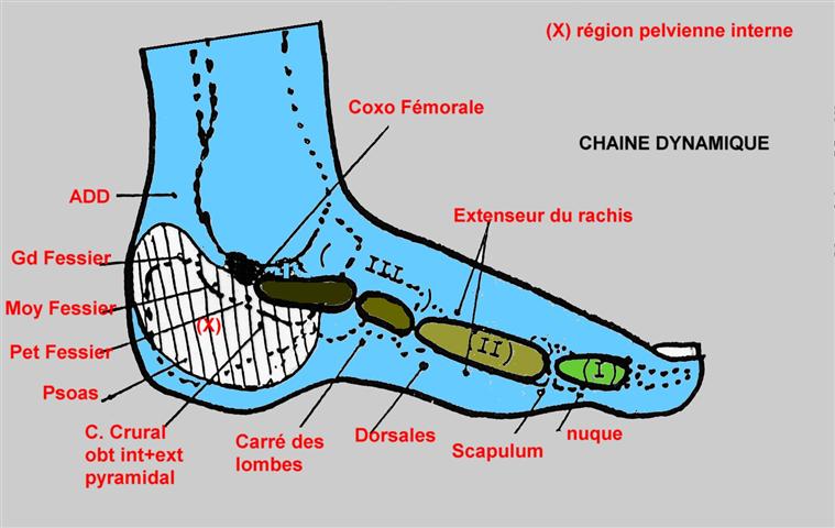 reflexologie cartographie plantaire reflexe interne