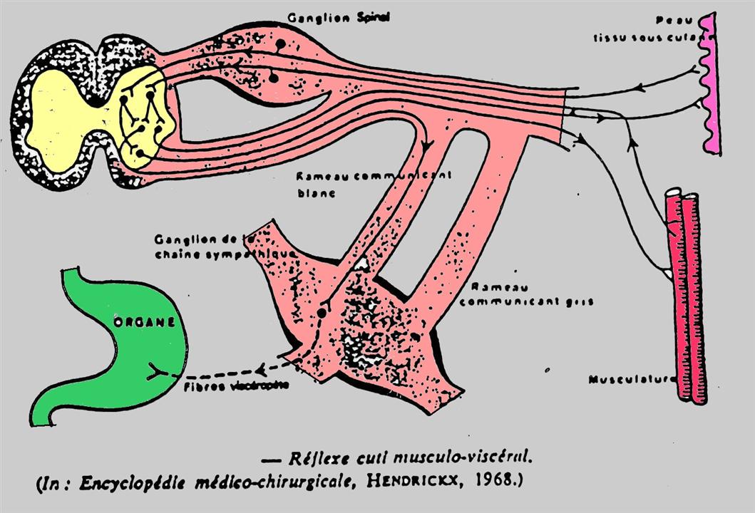 reflexe cuti musculo visceral